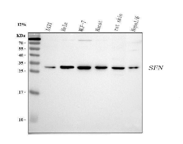 Anti-14-3-3 sigma/SFN Antibody Picoband®