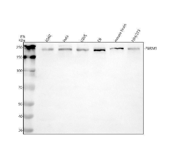 Anti-PBRM1 Antibody Picoband®