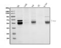 Anti-MEF2C Antibody Picoband®