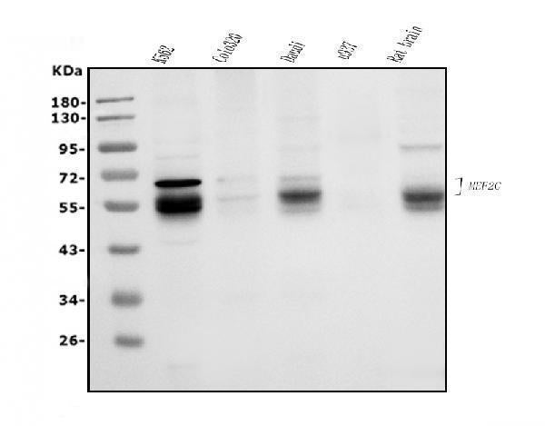 Anti-MEF2C Antibody Picoband®