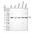 Anti-Factor D/CFD Antibody Picoband®
