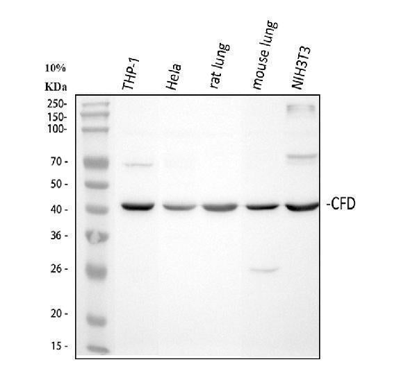 Anti-Factor D/CFD Antibody Picoband®