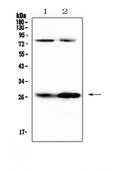Anti-Factor D/Cfd Antibody Picoband®
