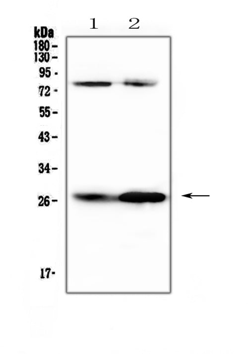 Anti-Factor D/Cfd Antibody Picoband®