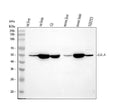 Anti-Galactosidase alpha/Gla Antibody Picoband®