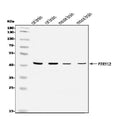 Anti-P2Y12/P2ry12 Antibody Picoband®
