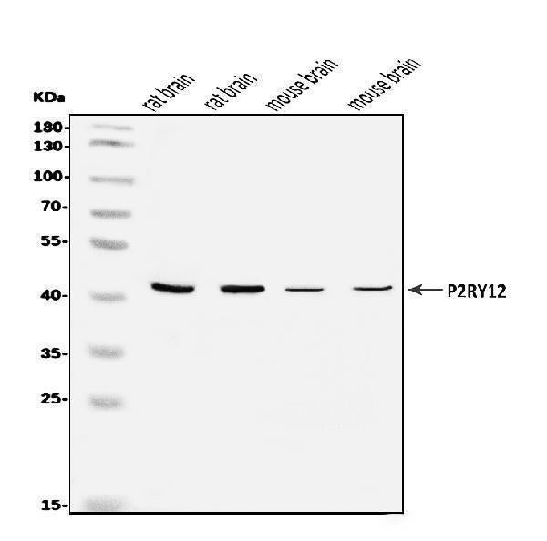 Anti-P2Y12/P2ry12 Antibody Picoband®