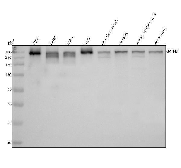 Anti-SCN4A Antibody Picoband®