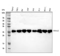 Anti-14-3-3 zeta/delta/YWHAZ Antibody Picoband®