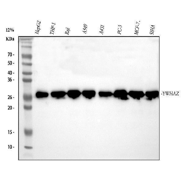 Anti-14-3-3 zeta/delta/YWHAZ Antibody Picoband®