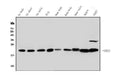 Anti-HP1 gamma/CBX3 Antibody Picoband®