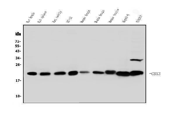 Anti-HP1 gamma/CBX3 Antibody Picoband®