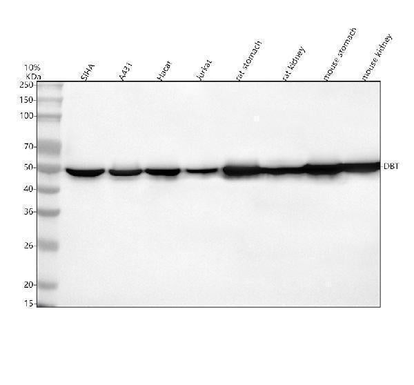 Anti-DBT Antibody Picoband®