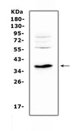 Anti-IL12B Antibody Picoband®
