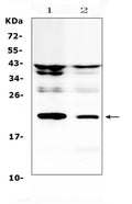 Anti-IL11 Antibody Picoband®