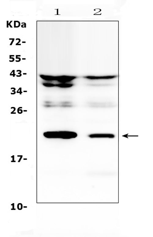 Anti-IL11 Antibody Picoband®