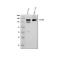 Anti-DAPK1 Antibody Picoband®