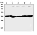 Anti-PGF Antibody Picoband®