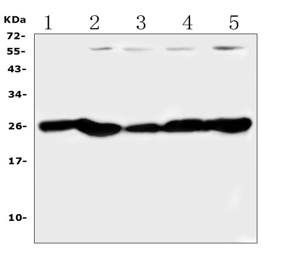 Anti-PGF Antibody Picoband®