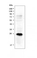 Anti-PGF Antibody Picoband®
