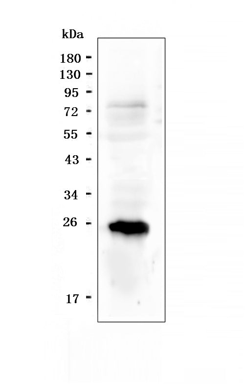 Anti-PGF Antibody Picoband®