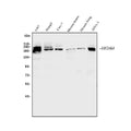 Anti-EIF2AK4 Antibody Picoband®