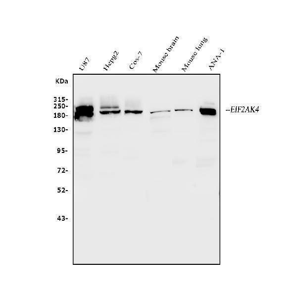 Anti-EIF2AK4 Antibody Picoband®