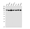 Anti-HGS Antibody Picoband®