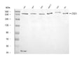Anti-CHD1 Antibody Picoband®