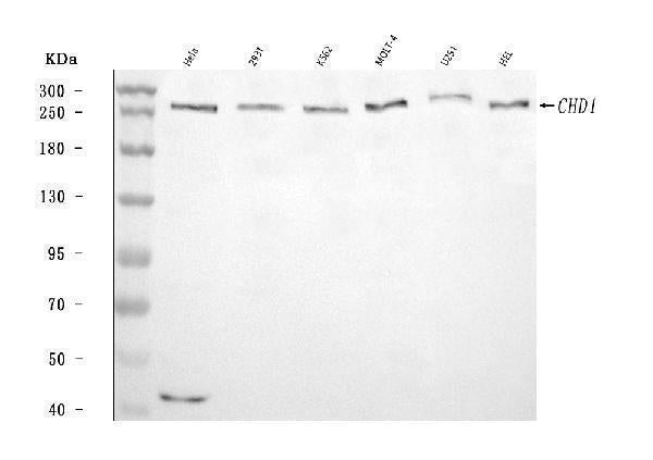 Anti-CHD1 Antibody Picoband®