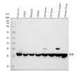 Anti-Prohibitin/PHB Antibody Picoband®