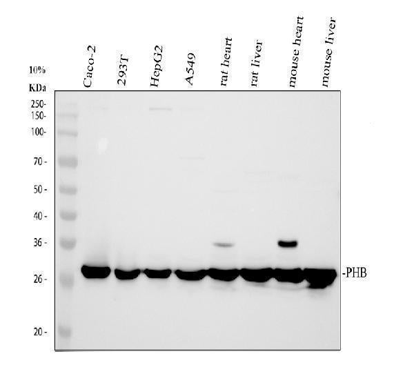 Anti-Prohibitin/PHB Antibody Picoband®