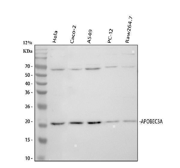 Anti-PHO1/APOBEC3A Antibody Picoband®