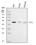 Anti-FOXL2 Antibody Picoband®