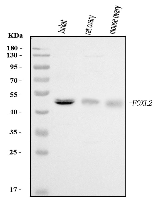 Anti-FOXL2 Antibody Picoband®