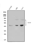 Anti-p75 NGF Receptor/NGFR Antibody Picoband®