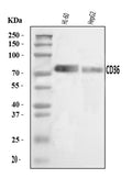 Anti-CD36 Antibody Picoband®