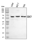 Anti-CDC7 Antibody Picoband®