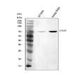 Anti-Choline Acetyltransferase/Chat Antibody Picoband®