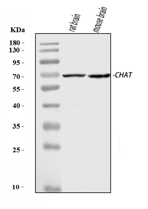 Anti-Choline Acetyltransferase/CHAT Antibody Picoband®