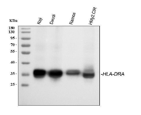 Anti-HLA-DR/HLA-DRA Antibody Picoband®