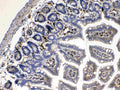 Anti-Cytoglobin/CYGB Antibody Picoband®