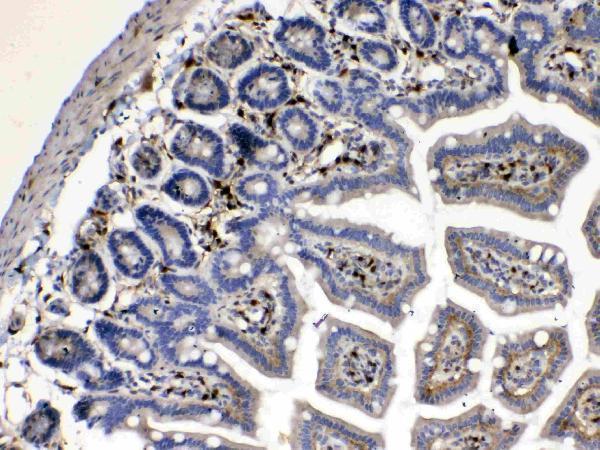 Anti-Cytoglobin/CYGB Antibody Picoband®
