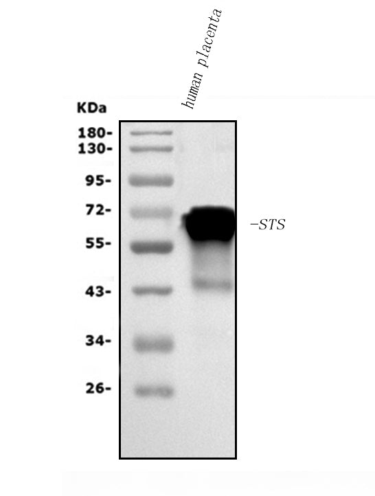 Anti-Steroid sulfatase/STS Antibody Picoband®