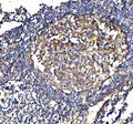Anti-VCAM1 Antibody Picoband®