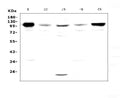 Anti-VCAM1 Antibody Picoband®