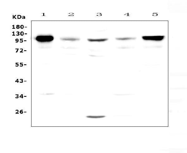 Anti-VCAM1 Antibody Picoband®