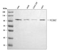 Anti-VCAM1 Antibody Picoband®