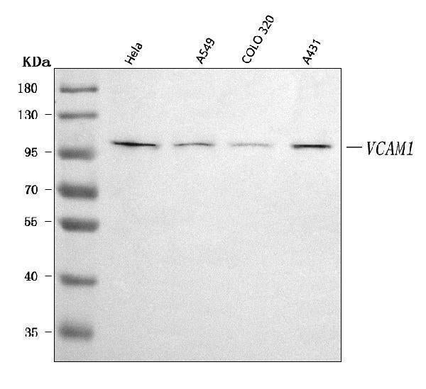 Anti-VCAM1 Antibody Picoband®