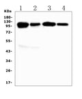 Anti-VCAM1 Antibody Picoband®